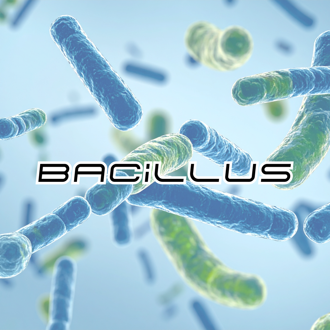 The Role of Bacillus Strains in Amplified Probiotics
