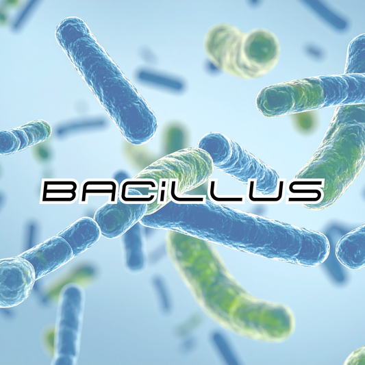 The Role of Bacillus Strains in Amplified Probiotics