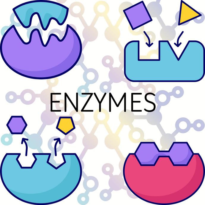 Guide To Enzymes