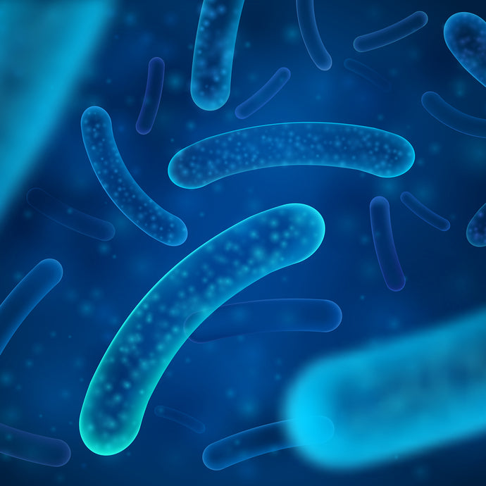 Why Amplified Probiotics Works So Much Faster Than Other Brands