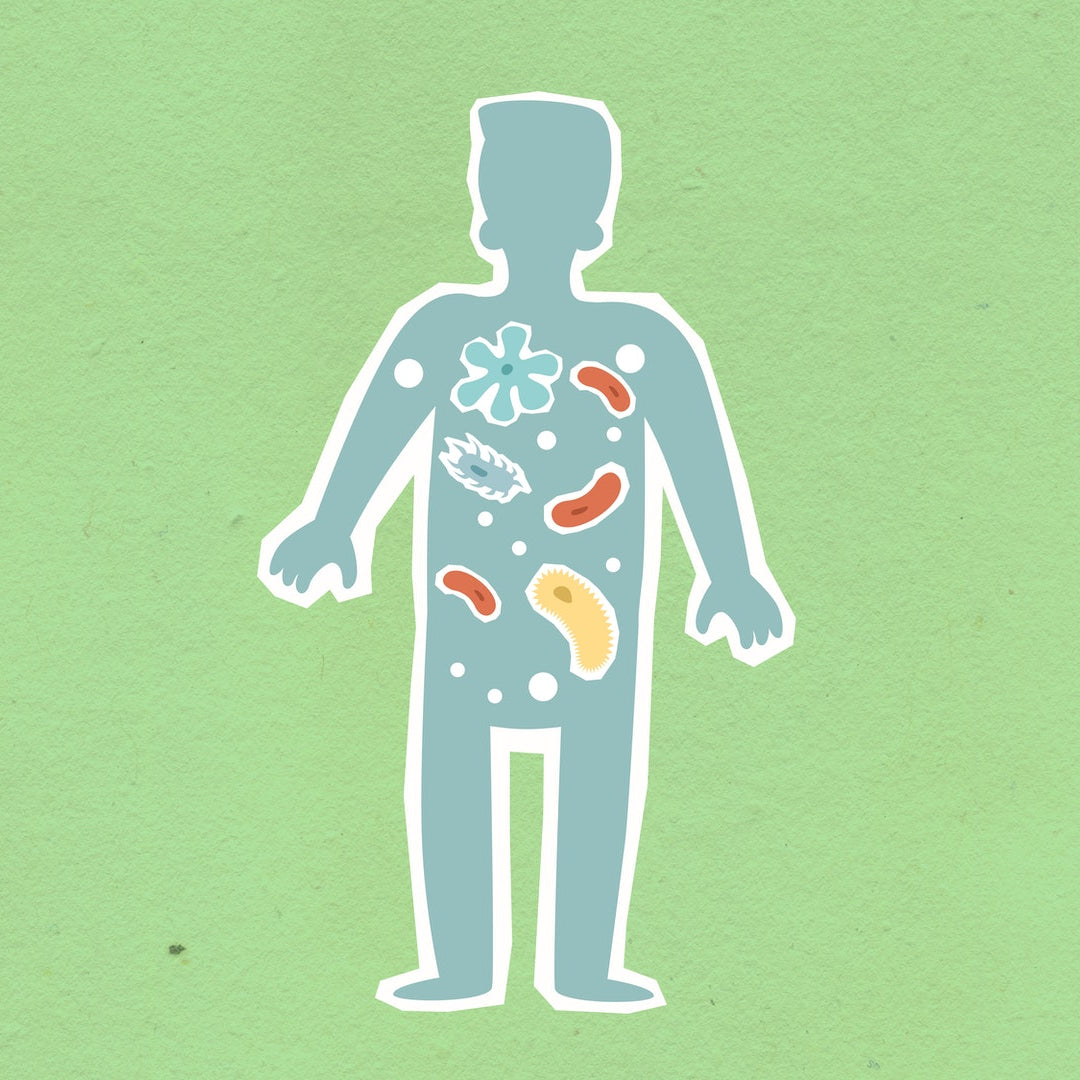 PreforPro Represents An Incredible Prebiotic Breakthrough