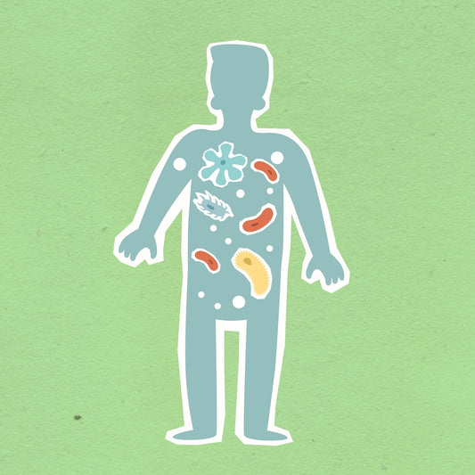 PreforPro Represents An Incredible Prebiotic Breakthrough